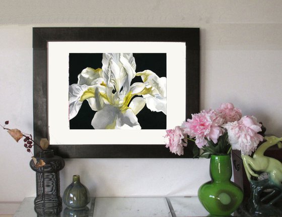 Japanese white iris watercolor