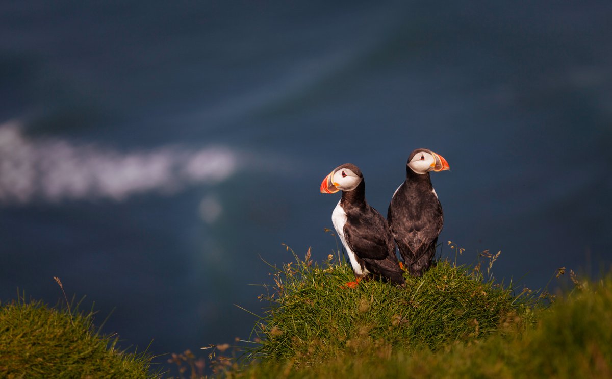 Iceland 9. Puffins 2 by Pavel Oskin