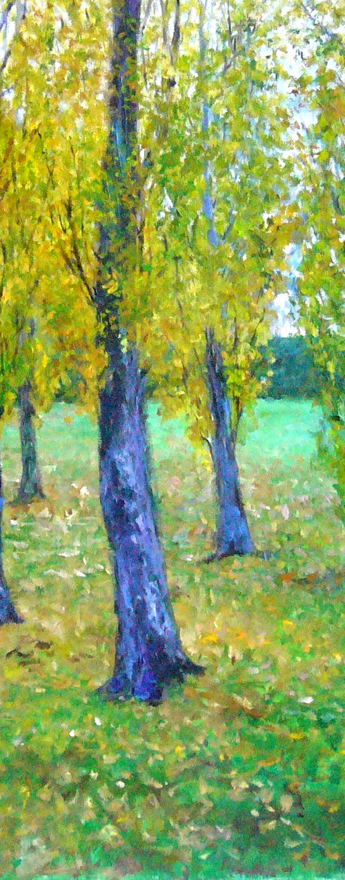 Poplars by Cristina del Rosso