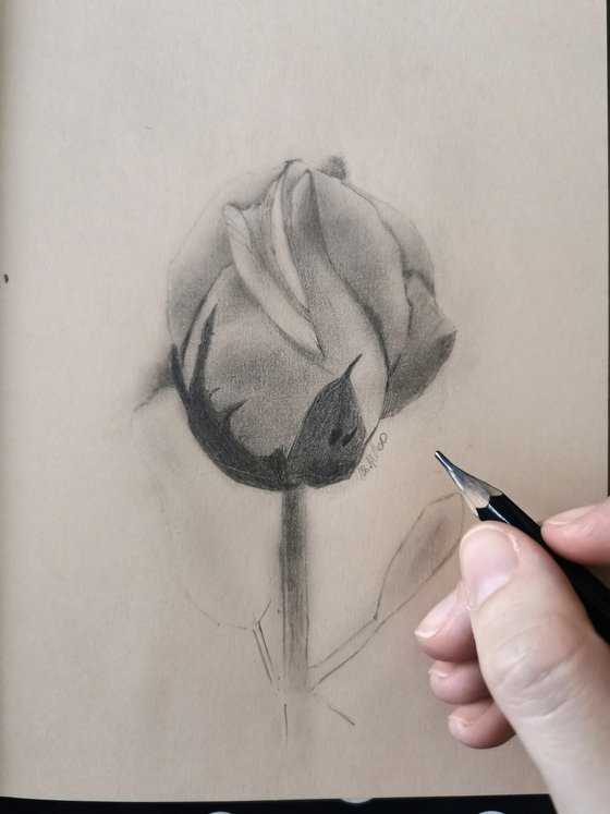 An Unopened Flower Of A Rose