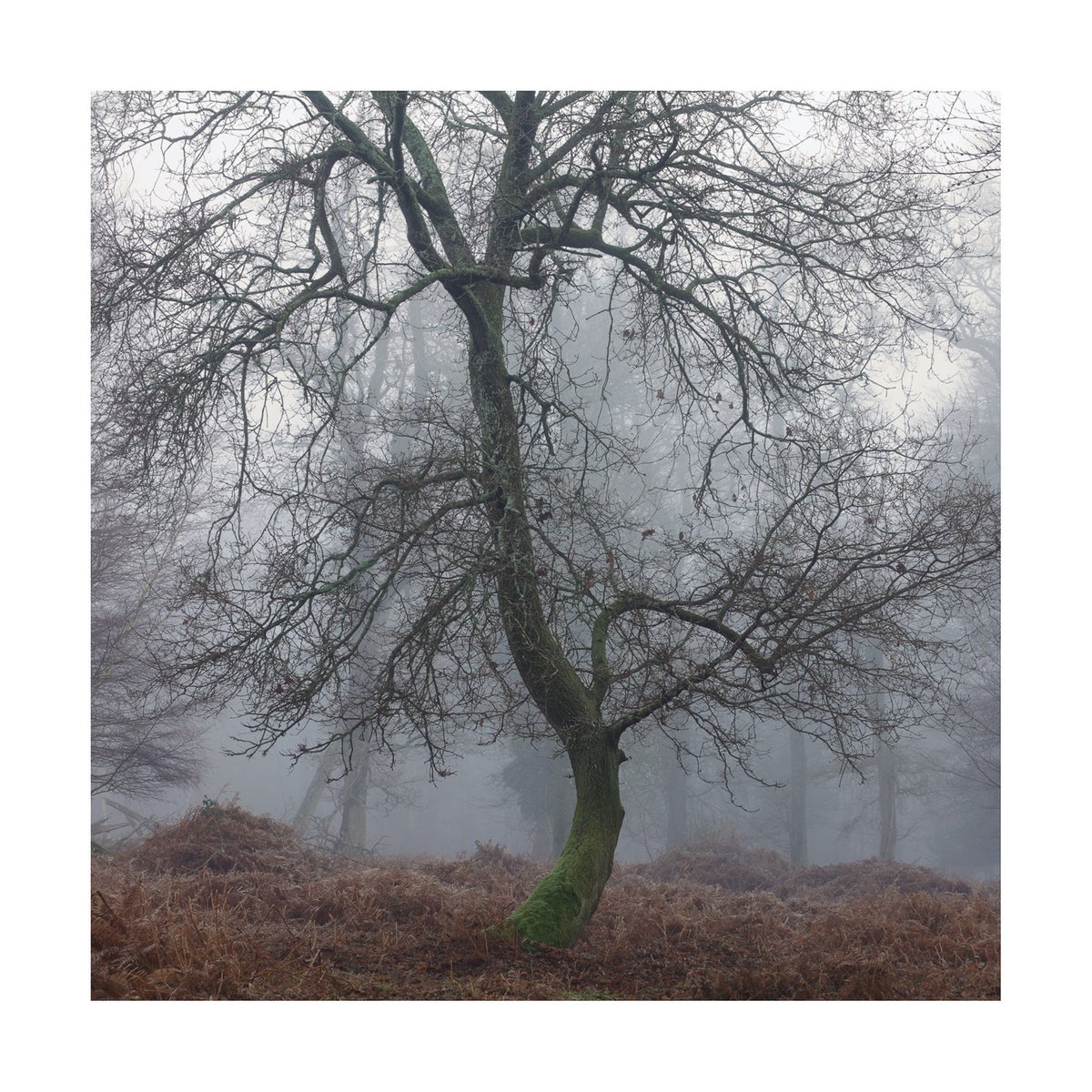 New Forest 2014-IV by David Baker