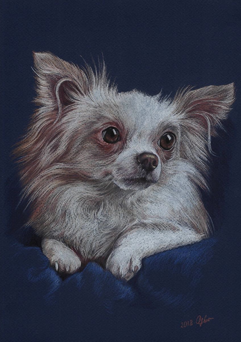 Colorful dog portrait Chihuahua made by pastels on colored paper by Olga Tsvetkova