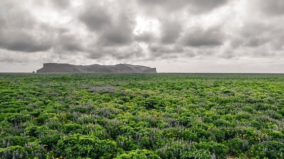 ICELANDIC EXPANSE