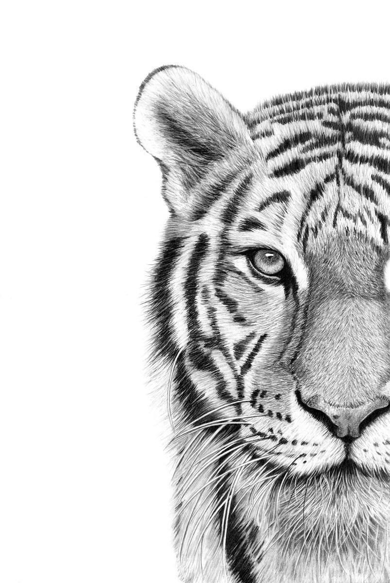 Photorealistic Pencil Drawing , Rajah ~ The Tiger By Paul Stowe, 14 X 20, Artwork For Sale On Artfinder
