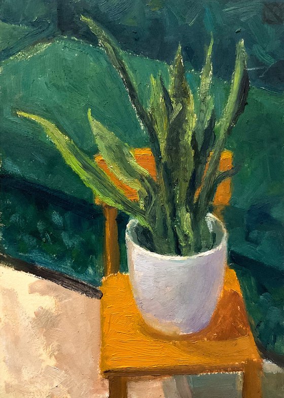Sanseveria in White Pot Study