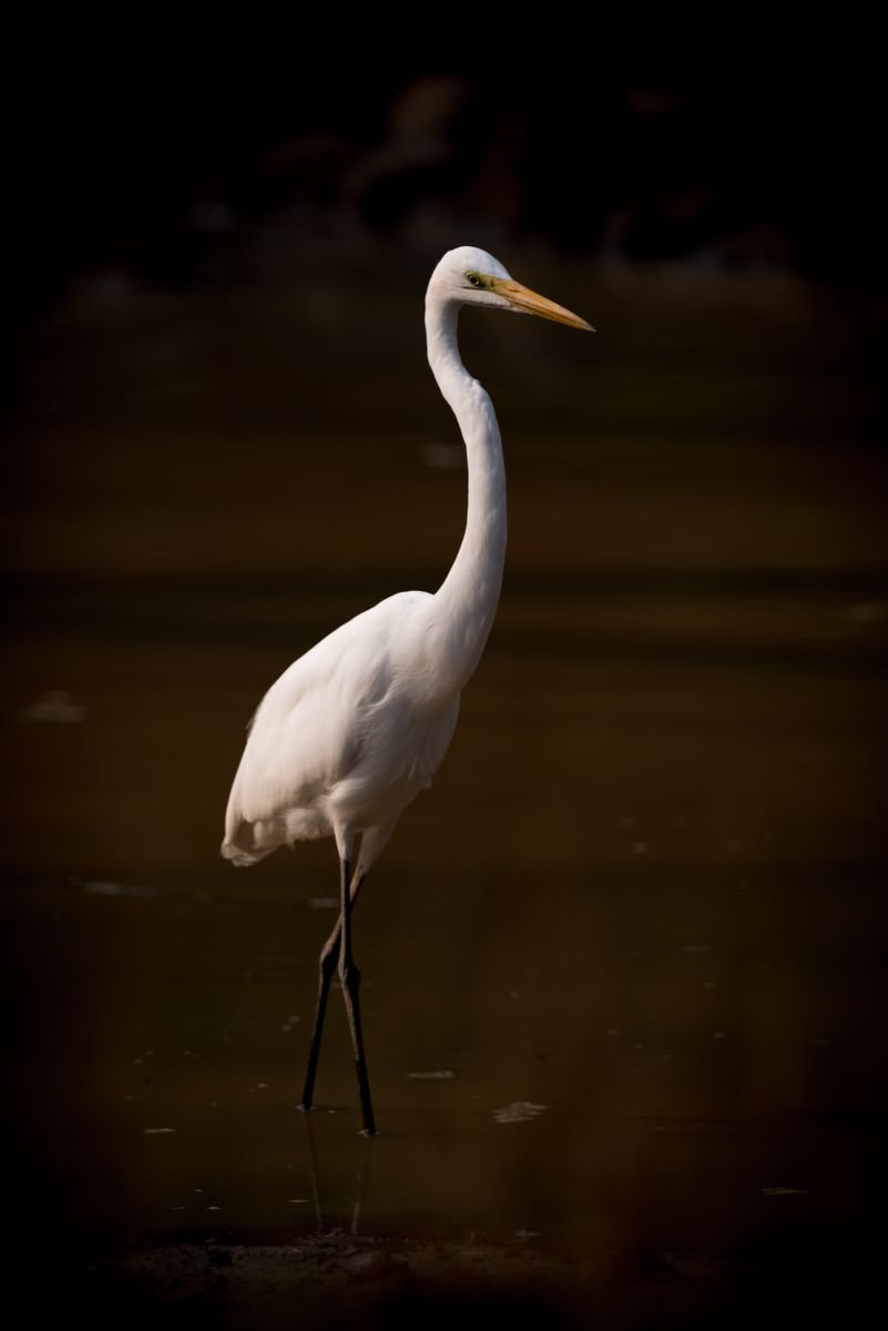 Photorealistic Animal Photograph By Nick Dale, 26 X 33", Gloom Wader, Original Artwork