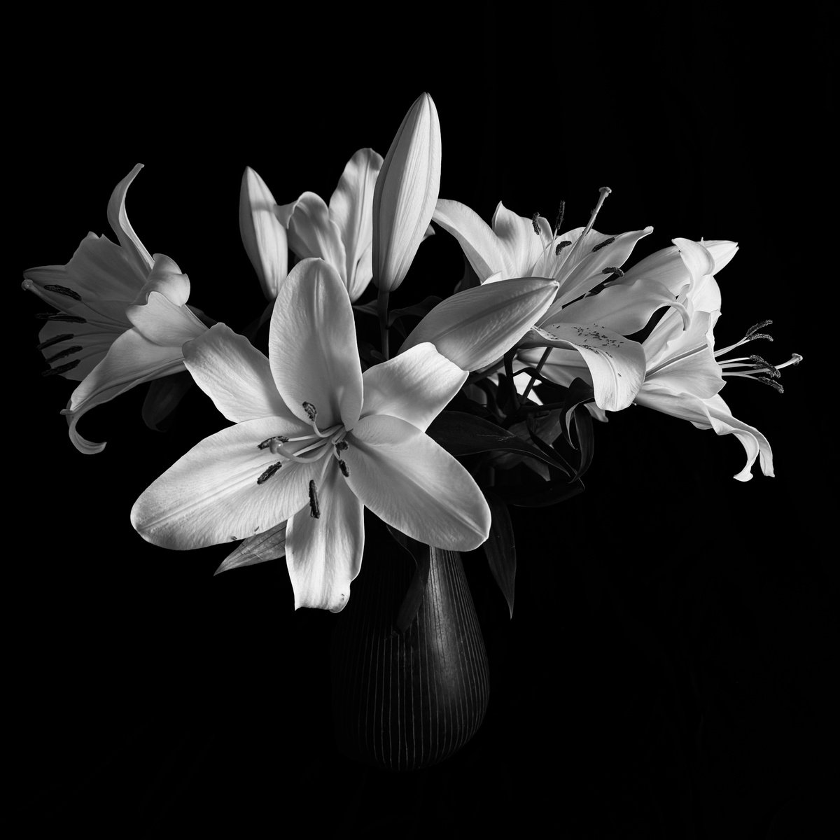 Botanical Photograph By Anna Bush, 12 X 17, Lillies 9Th July 2024, Original Artwork