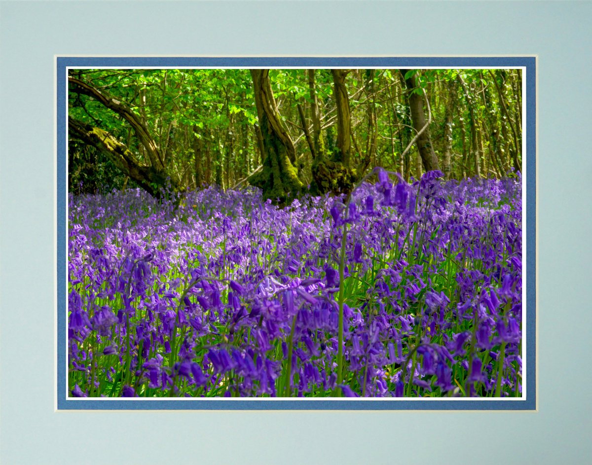 Deep in the Bluebell Forest by Robin Clarke