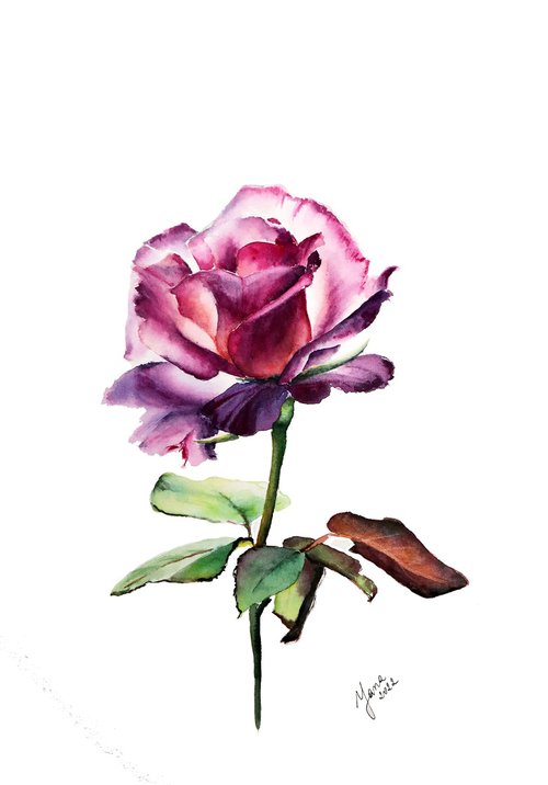 Single Pink Rose - Minimalistic Watercolor Painting by Yana Shvets