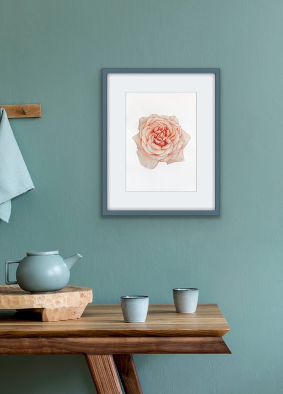 A rose of a delicate pink colour. Original watercolor artwork