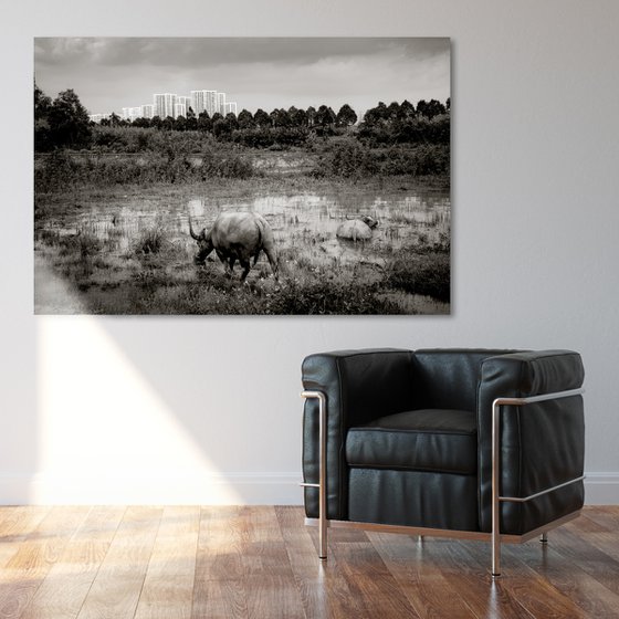 Urban Water Buffalo II