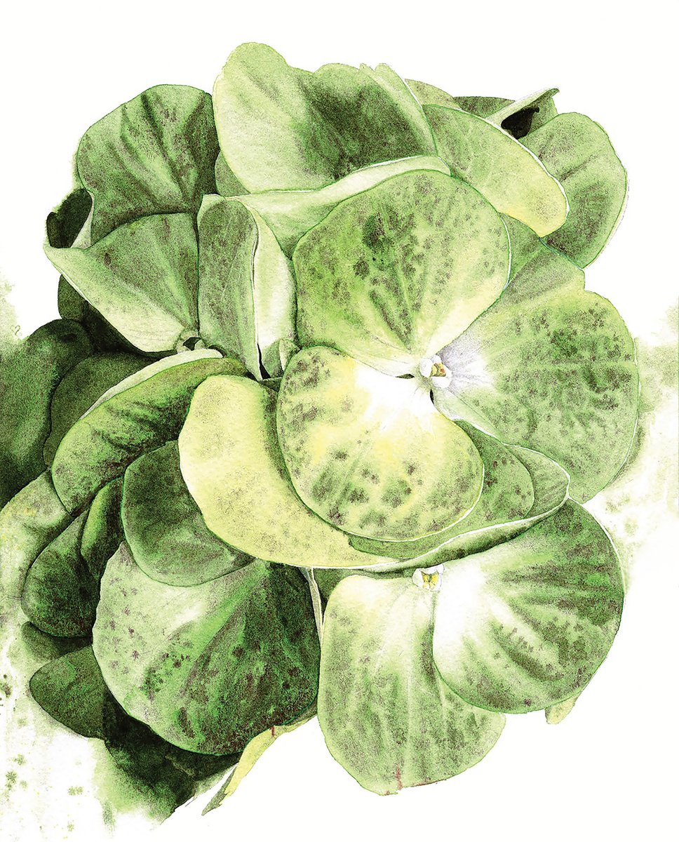 Photorealistic Botanical Watercolour By Alona Hryn, 8 X 11, Hydrangea From Keukenhof, Original Artwork