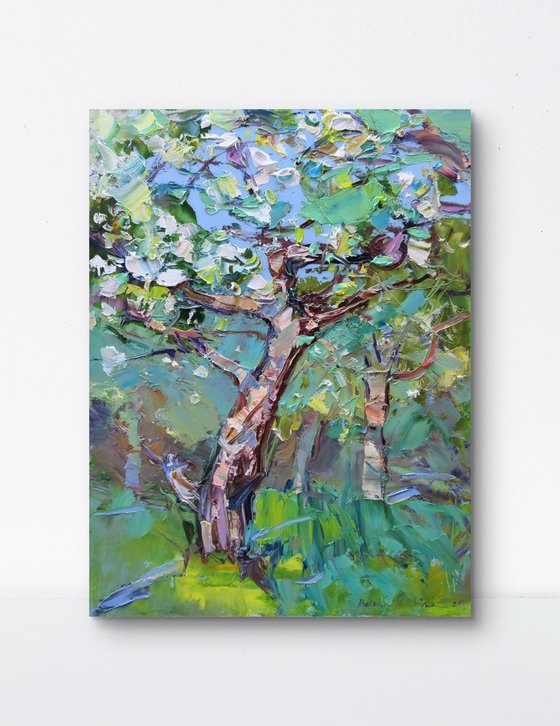 Apple tree blossom