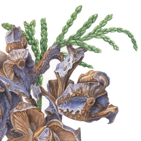 Blue Cones of Thuja