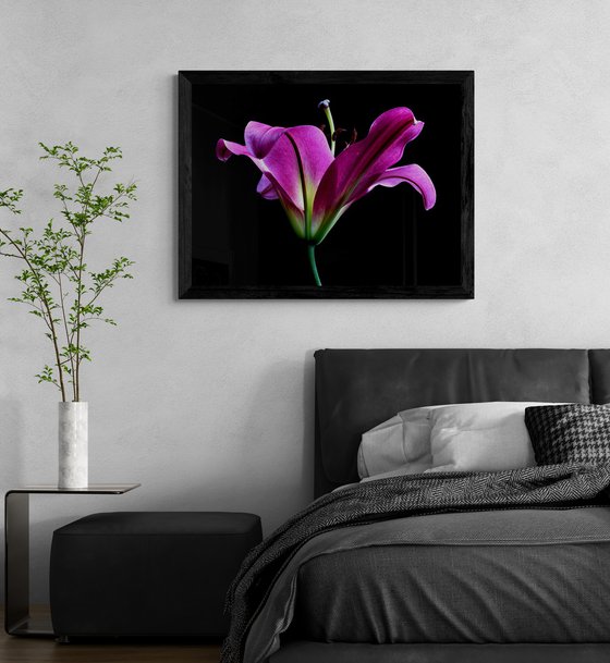 Pink Oriental Trumpet Lily