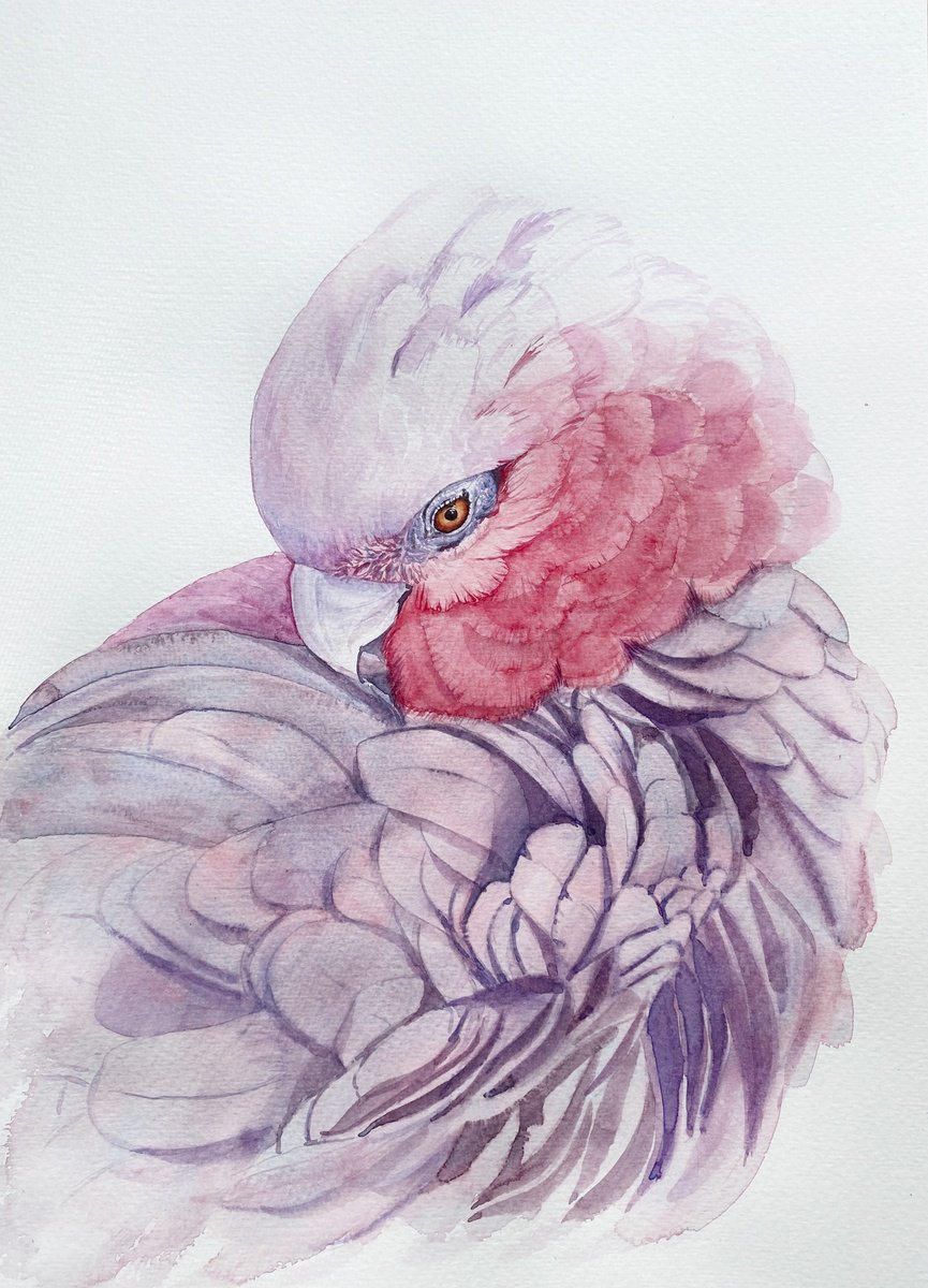 Portrait of Pink Galah Cockatoo in Sunlight 2 by Tetiana Savchenko
