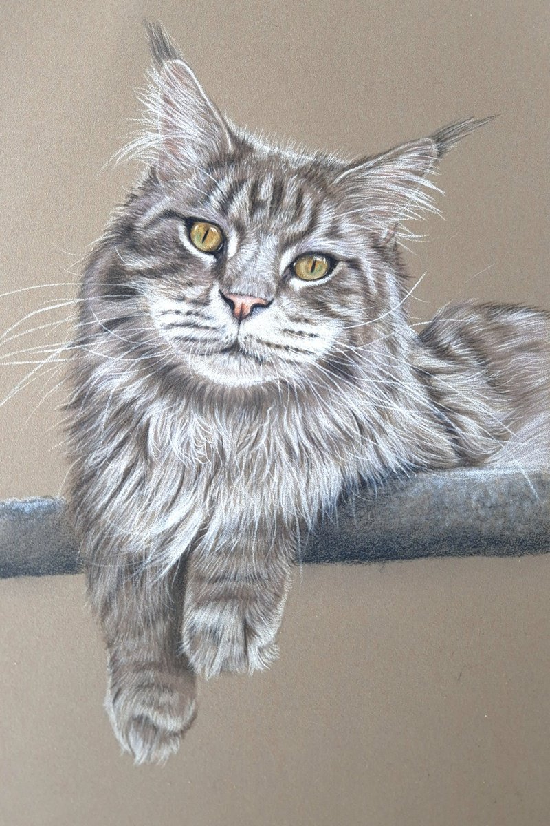Photorealistic Animal Pencil Drawing By Silvia Frei, 12 X 16", Maine Coon Study, Original Artwork