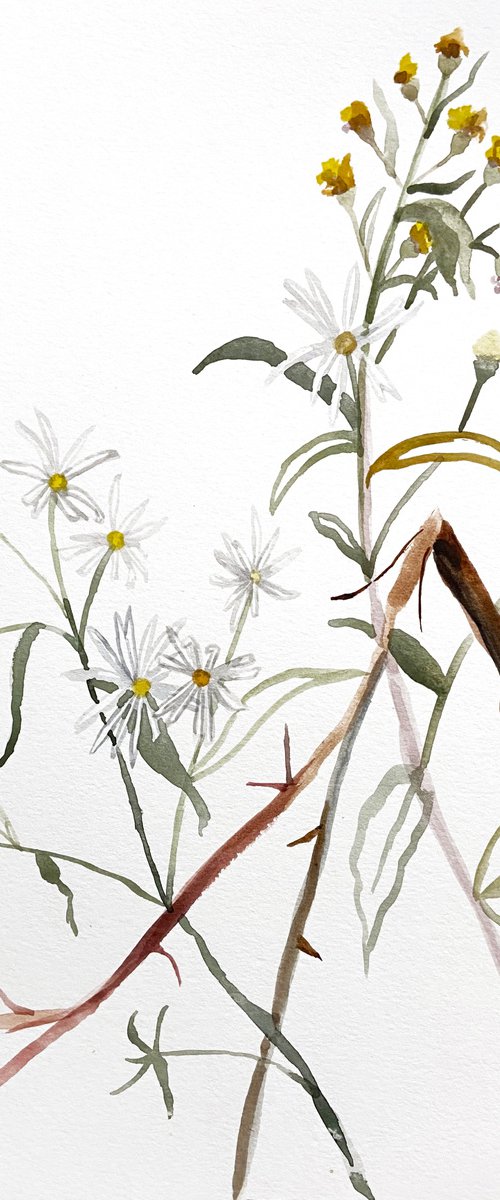 Meadow Study No. 8 by Elizabeth Becker