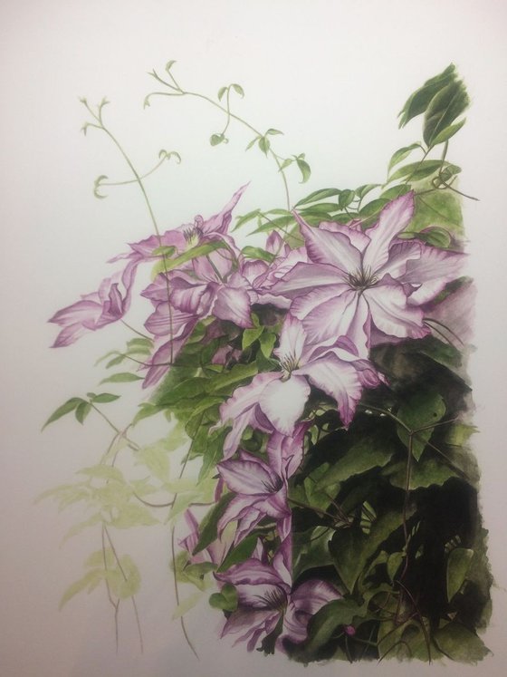 Clematis Omoshiro