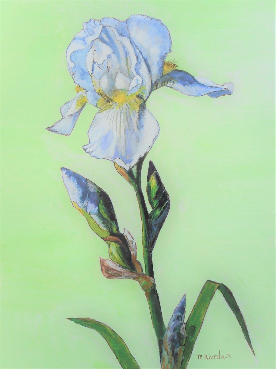 WHITE IRIS by Margaret Riordan