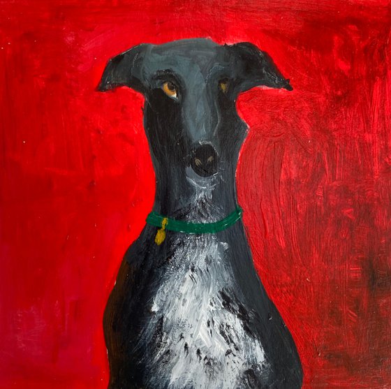 Posing Black Greyhound on Bright Red