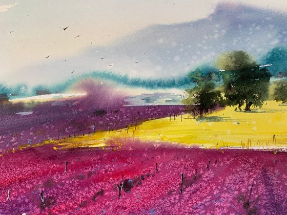 Lavender fields #2