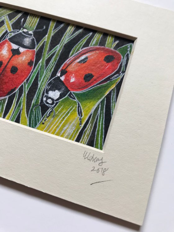 A loveliness of ladybirds 1