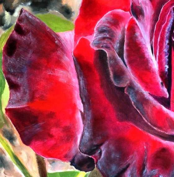 Burgundy Rose in Bloom