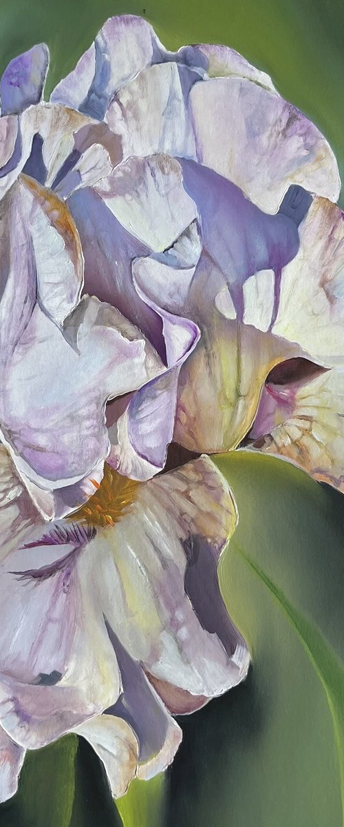 Purple White Irises by Myroslava Denysyuk