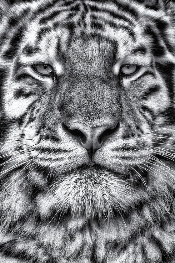 Tiger close up