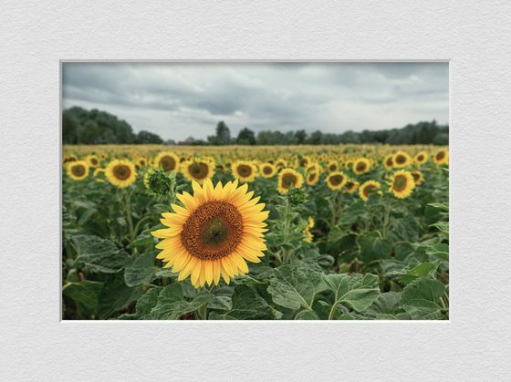 Sunflowers are blooming again