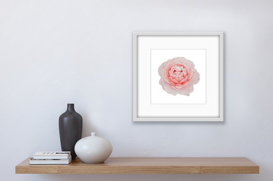 A rose of a delicate pink colour. Original watercolor artwork.