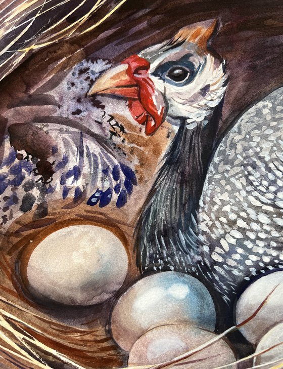 Guinea fowl in the nest.