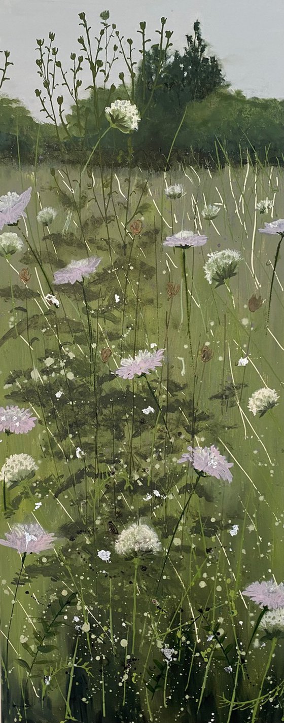 Wild Scabious Meadow