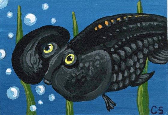 ACEO ATC Original Miniature Painting Black Bubble Eye Goldfish Pet Art-Carla Smale