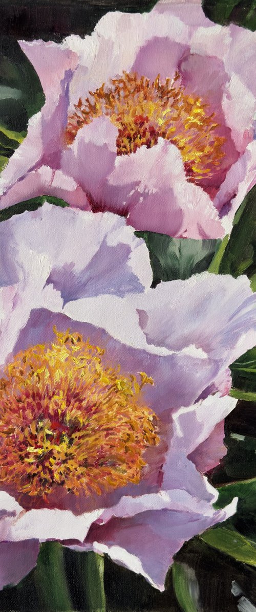 Pink peonies by Olha Laptieva