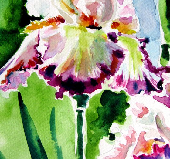 Iris from the garden