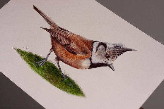 Birds Collection IX