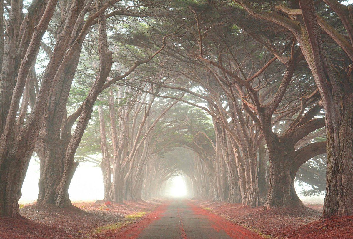 Cypress Tree Tunnel by Emily Kent