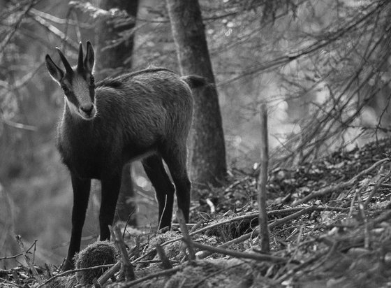 Chamois in the Woods [Framed; also available unframed]