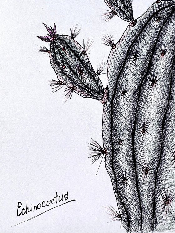 CACTUS WITH PINK FLOWERS