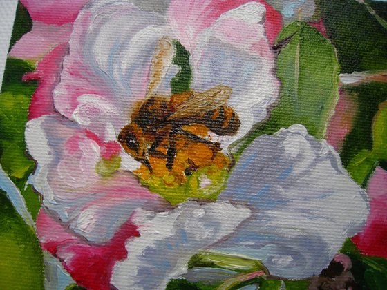 Bee on Apple Blossom