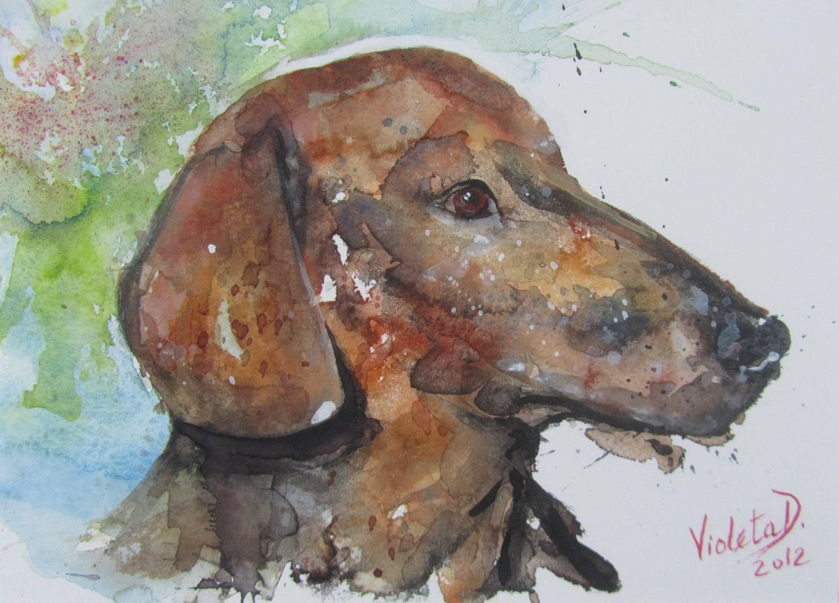 Mr. Hund (The Bavarian Mountain Hound) by Violeta Damjanovic-Behrendt