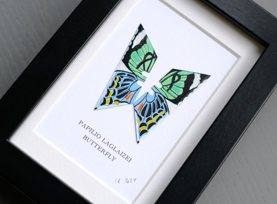 Papilio Laglaizei butterfly