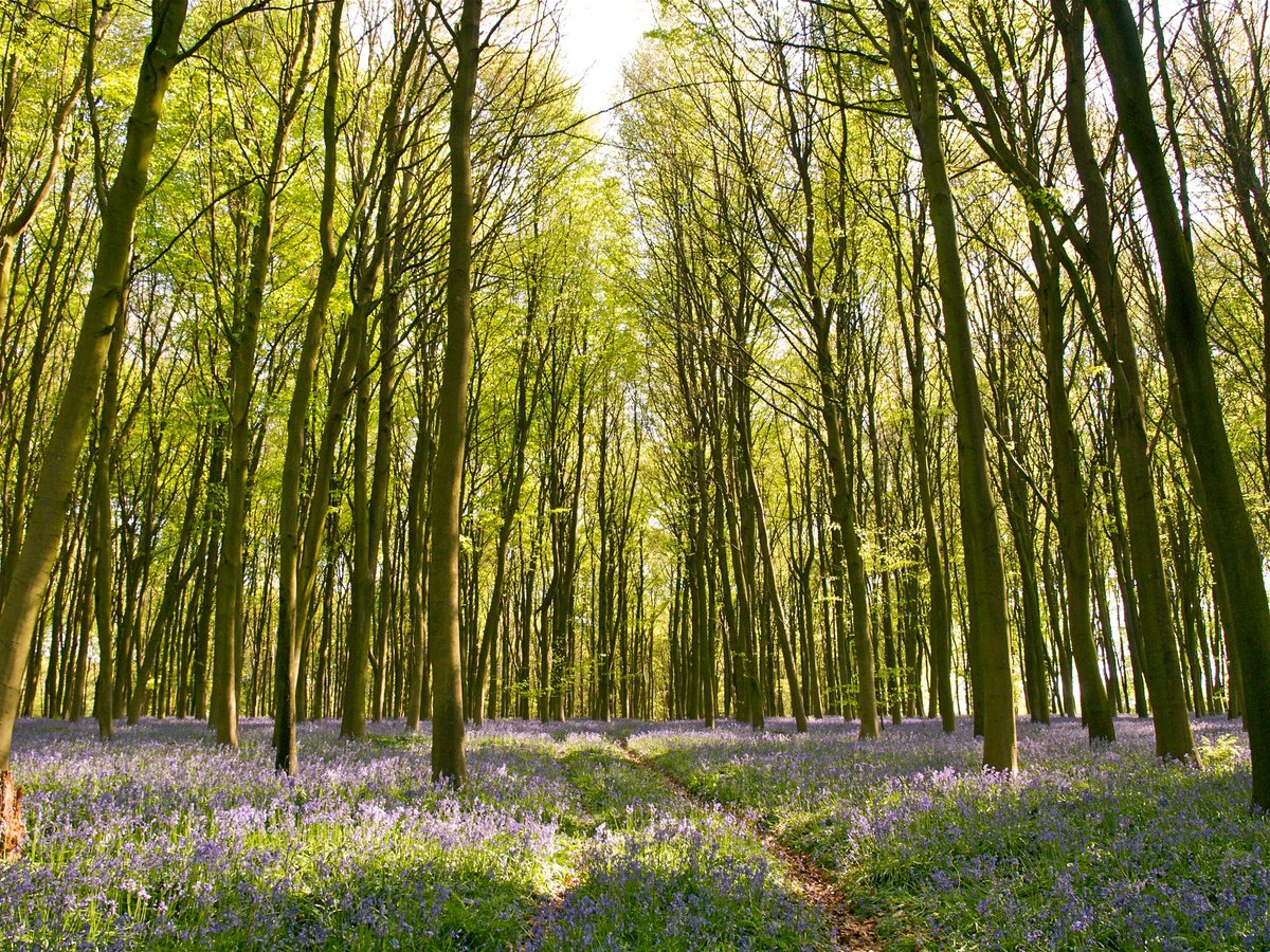 Photorealistic Botanical Photograph By Alex Cassels, 24 X 19, A Walk In The Beech Woods, Original Artwork