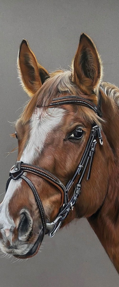 Horse Portrait by Clare Parkes