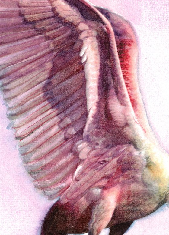 Roseate-Spoonbill - BIRD CXXXIV