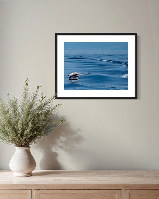 DOLPHIN LIFE
