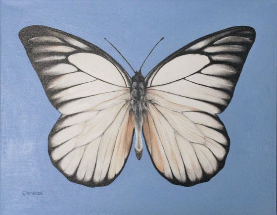 White Butterfly - Framed Oil Painting