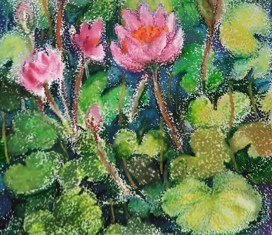 Lotus flower Pond